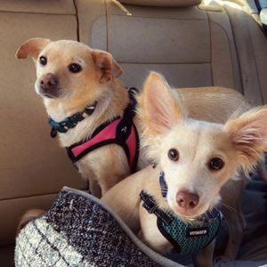 Meet your Posher, Geovanna